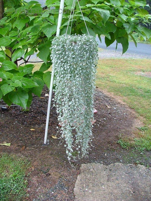 Dichondra Repens Seeds, ( Silver Falls) Perennial FLOWERS! - Caribbeangardenseed