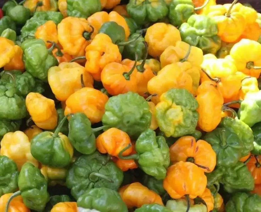 Jamaican Scotch Bonnet PEPPER (Capsicum chinense) Pepper seeds - Caribbean garden seed