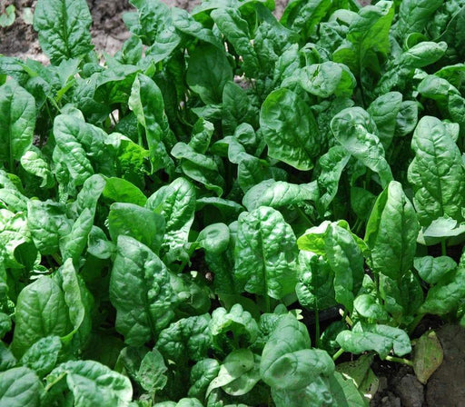 Giant Noble' Spinach Seeds ~ Organic VEGETABLES, ANNUAL - Caribbeangardenseed