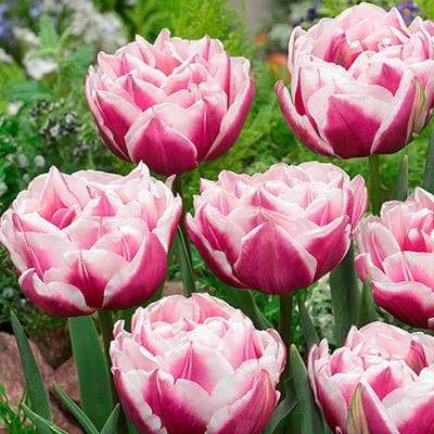 Fantasy Lady Tulip Bulbs ,Double Late, Now Shipping ! - Caribbeangardenseed