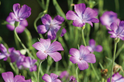 Agrostemma Githago ,Purple Queen, Flowers Seed - Caribbeangardenseed