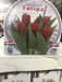 Tulip Indoor Growing Kit,(5 Bulbs,12 glass beads ,and 1 Delft Ceramic Bowl) Great Gift - Caribbeangardenseed
