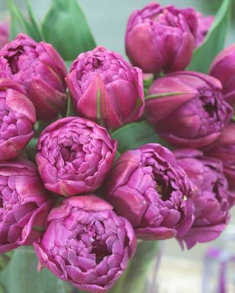 Tulip double flag, Double" bloom,NOW SHIPPING - Caribbeangardenseed