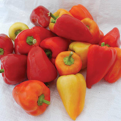 RED BELGIAN ,PEPPER SEEDS (Capsicum Annuum) Sweet Pepper ' - Caribbeangardenseed