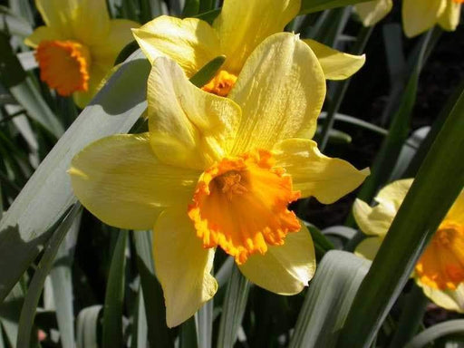 Narcissus 'Pimpernel' (Daffodil 'Pimpernel') FALL planting bulbs! - Caribbeangardenseed