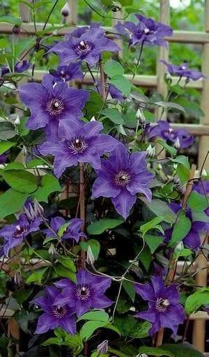 Clematis Blue Climador, (Dormant Bare Roots) Large-flowered Vine, queen of climbers, Perennial, - Caribbeangardenseed