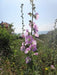 Turkish Hollyhock seeds,ALCEA pallida Hollyhock,Perennial flowers - Caribbeangardenseed