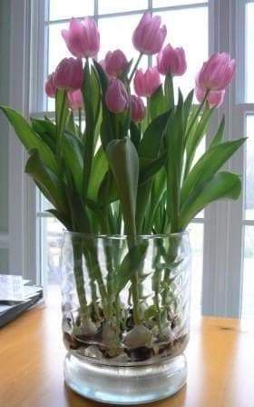 Tulip Indoor Growing Kit,(5 Bulbs,12 glass beads ,and 1 Delft Ceramic Bowl) Great Gift - Caribbeangardenseed