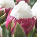 ICE CREAM Tulip Bulbs) FALL PLANTING - Caribbeangardenseed