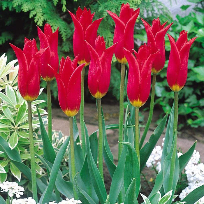Tulip Red shine ( Bulbs) Lily flowering, FALL PLANTING - Caribbeangardenseed