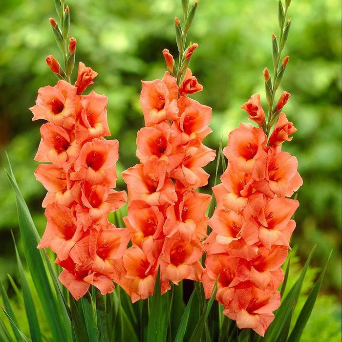 Gladiolus (10 BULBS)- Jessica, PERENNIAL FLOWERS - Caribbeangardenseed