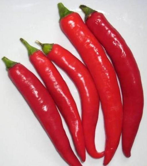 Lombok Chili Hot Pepper, PEPPER SEEDS ,Capsicum annuum - Caribbeangardenseed
