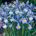 Dutch Iris ,Bulbs Light Blue,PERENNIAL, Now Shipping - Caribbeangardenseed