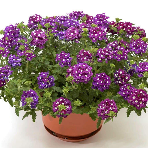 Verbena Obsession Cascade Purple Shades With Eye' ( 10 seeds ) GREAT IN CONTAINERS ! - Caribbeangardenseed