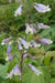 Hairy Beardtongue Flowers Seed (Penstemon hirsutus) native perennials Wildflower - Caribbeangardenseed