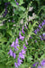 Rampion Seeds (Campanula rapunculus) Perennial, ORGANIC ,Herb, Vegetable - Caribbeangardenseed