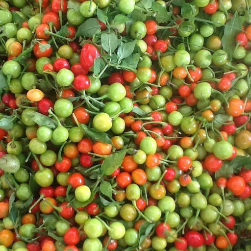 Fresh Pods ,WIRI WIRI PEPPER, FROM OUR FARM . CARIBBEAN PRODUCT - Caribbeangardenseed
