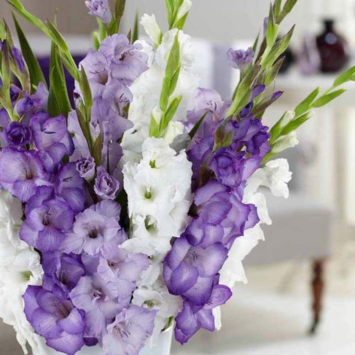 Purple Mixture Gladiolus bulbs (corms)- ,Summer flowering, Perennial - Caribbeangardenseed