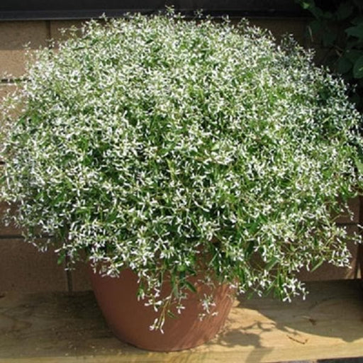 Glitz Euphorbia Flowers Seeds - First-ever from Seed, - Caribbeangardenseed