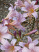 Lycoris squamigera - Resurrection lily Bulbs - Caribbeangardenseed