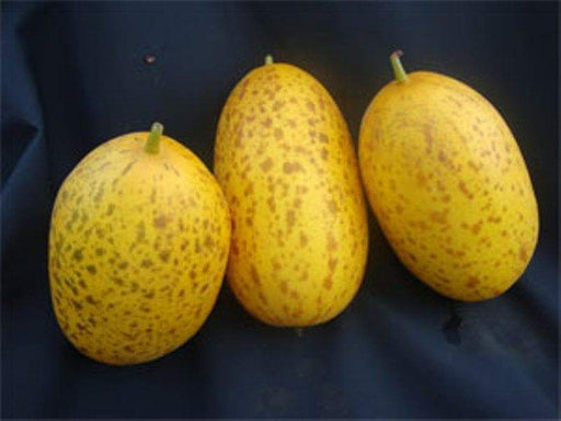 Dosakai Melon Seeds (Cucumis melo) Indian Cucumber Asian Vegetable - Caribbeangardenseed