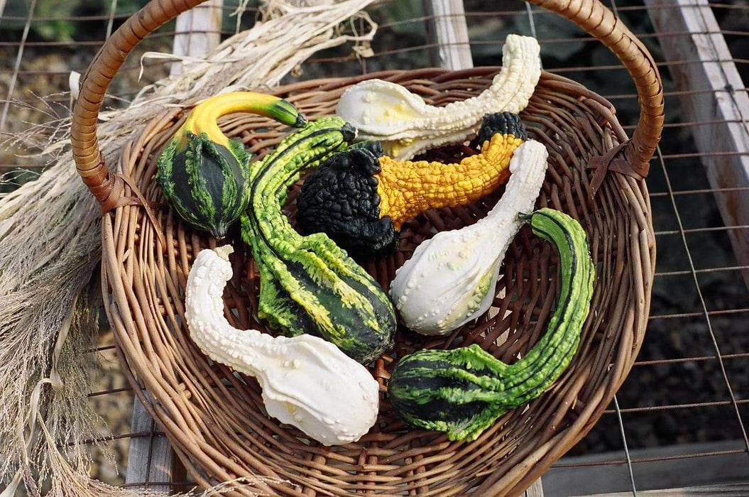 Autumn Wings Gourd Seeds - Caribbeangardenseed