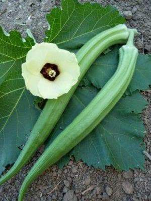 Long GREEN Pod Okra, Ladies Finger seeds, Gumbo, early maturing, - Caribbeangardenseed