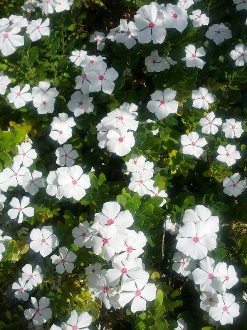 Periwinkle seed | white Vinca - Annual flowers - Caribbeangardenseed