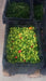 ST.LUCIA SEASONING PEPPER Seeds, Capsicum chinense - Caribbeangardenseed