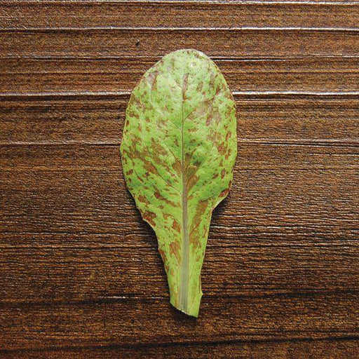 Freckles Romaine lettuce SEEDS - Vegetable Seeds - Caribbeangardenseed