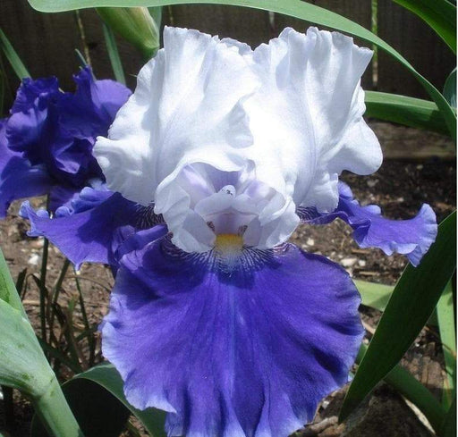 DRIFTING' Bearded Iris, Perennial Bareroot Plant - Caribbeangardenseed