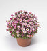 Saxifraga Mossy Seeds "Species Mix"Succulent ,Perennial Groundcover . - Caribbeangardenseed