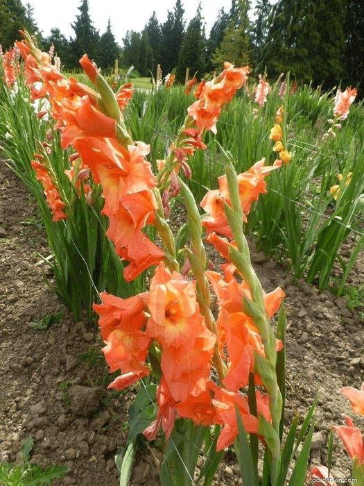 Gladiolus (10 BULBS)- Jessica, PERENNIAL FLOWERS - Caribbeangardenseed