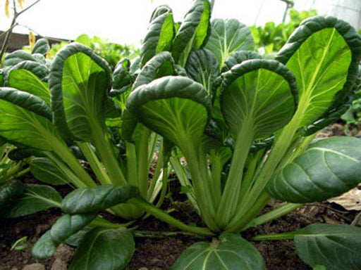 Yukina Savoy "Chinese Cabbage , Asian Vegetable - Caribbeangardenseed