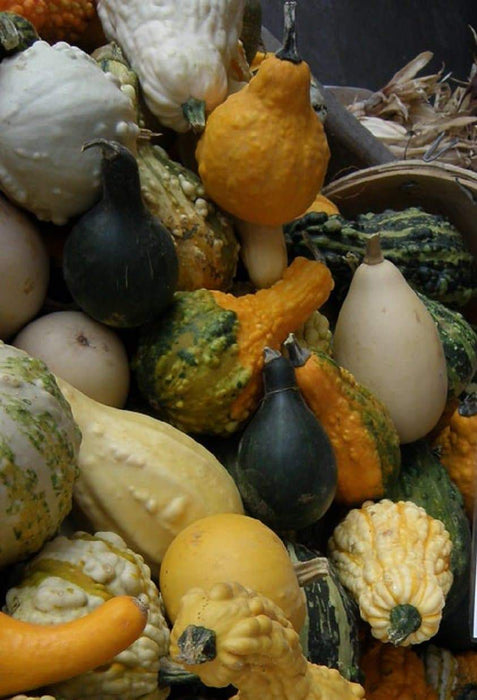 Autumn Wings Gourd Seeds - Caribbeangardenseed