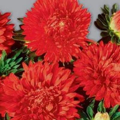 Aster Flowers Seed, Tall Paeony Duchess Scarlet, - Caribbeangardenseed
