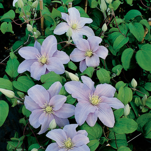 Clematis 'Silver Moon' STARTER PLANT , FLOWERS VINE - Caribbeangardenseed