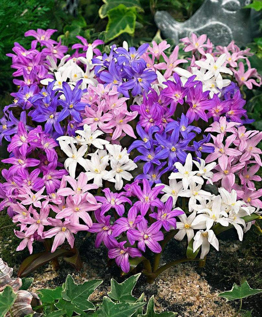Chionodoxa luciliae Bulbs, Mixed Glory of snow ,Self-seed freely under trees or shrubs. - Caribbeangardenseed