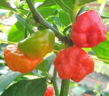 Rocotillo Pepper Seeds, (Capsicum chinense) Rare, Medium heat - Caribbeangardenseed
