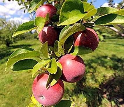 Apple tree seeds,Malus pumila (Cider Varieites) - Hardy to zone 3 - Caribbeangardenseed