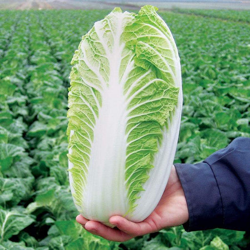 Chinese Cabbage Seeds, (Kyoto No. 3) , Asian Vegetable - Caribbeangardenseed