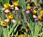 Bearded iris - Brown lasso; German bearded iris - Caribbeangardenseed