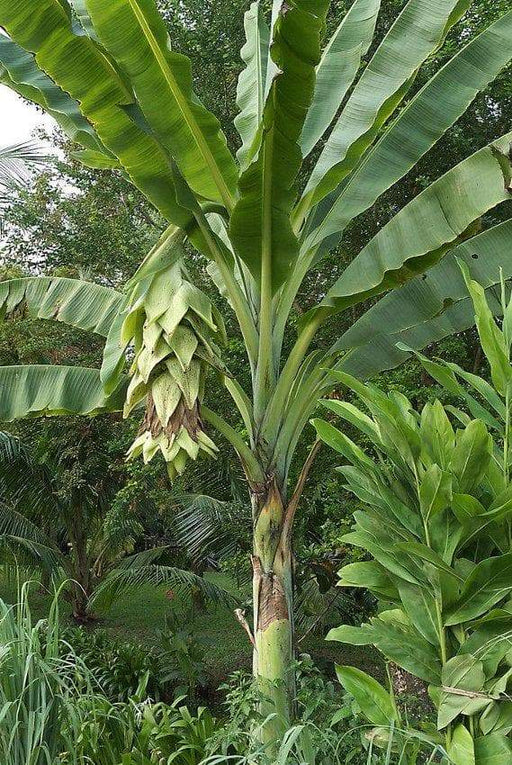 Snow Banana, Rare Tropical Plant Tree Seeds ! - Caribbeangardenseed