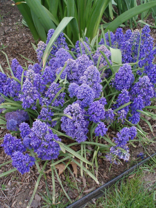 Fantasy Creation’ Grape hyacinth, fall planting bulbs - Caribbeangardenseed