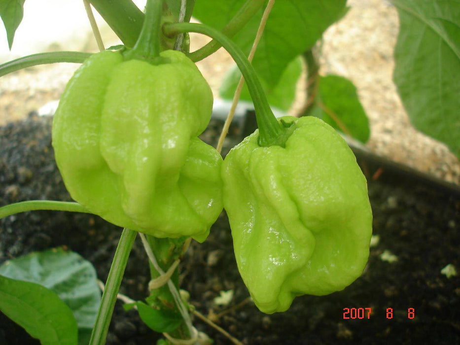 HABANERO MARTINQUE Pepper Seeds, Capsicum chinense , Hot. - Caribbeangardenseed