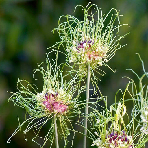 Allium BULBS -"Allium Hair" Perennials ,Returns year after year - Caribbeangardenseed