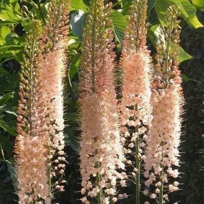 Eremurus (Foxtail Lily) PINK, Bareroot plant - Caribbeangardenseed