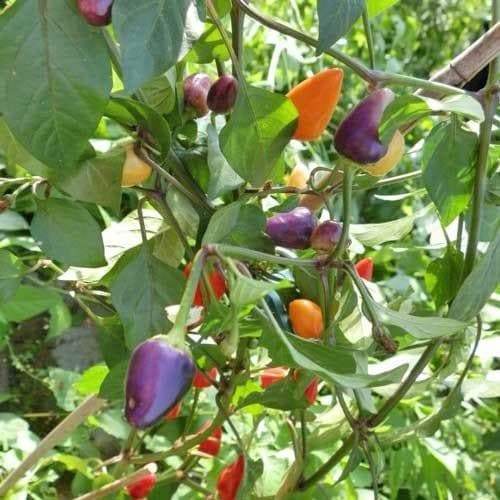 AJI DE JARDIN, Pepper Seeds ,Capsicum annuum , Organically Grown - Caribbeangardenseed