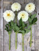 Dahlia ball '‘Boom Boom White’ ' ( 2 Tuber/Plant ) Giant Flowers, Great Cut Flowers - Caribbeangardenseed