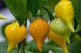 Yellow Biquinho Pepper Seeds (CAPSICUM CHINENSE) SWEET TEARDROP ! - Caribbeangardenseed